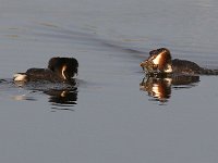 Die hofmakery 10 : frieda